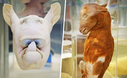 El museo de la UNAM que exhibe animales “fantásticos”