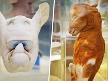 El museo de la UNAM que exhibe animales “fantásticos”