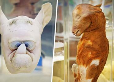 El museo de la UNAM que exhibe animales “fantásticos”