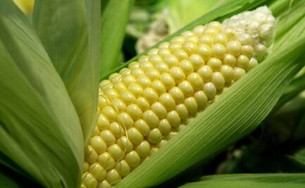 10 sorprendentes y deliciosos beneficios del maíz 