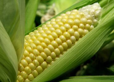 10 sorprendentes y deliciosos beneficios del maíz