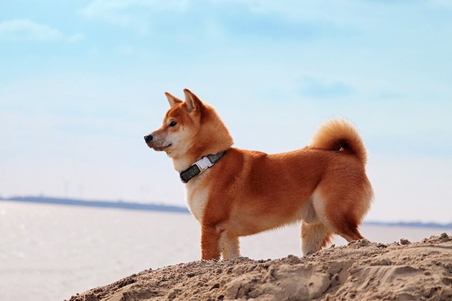 Estas son las razas de perros más populares en cada país del mundo