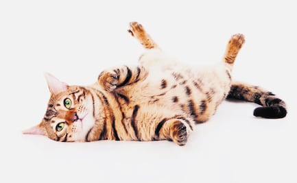 Gatos, los tiernos asesinos del futuro de la humanidad 