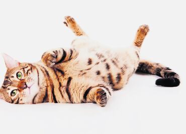 Gatos, los tiernos asesinos del futuro de la humanidad