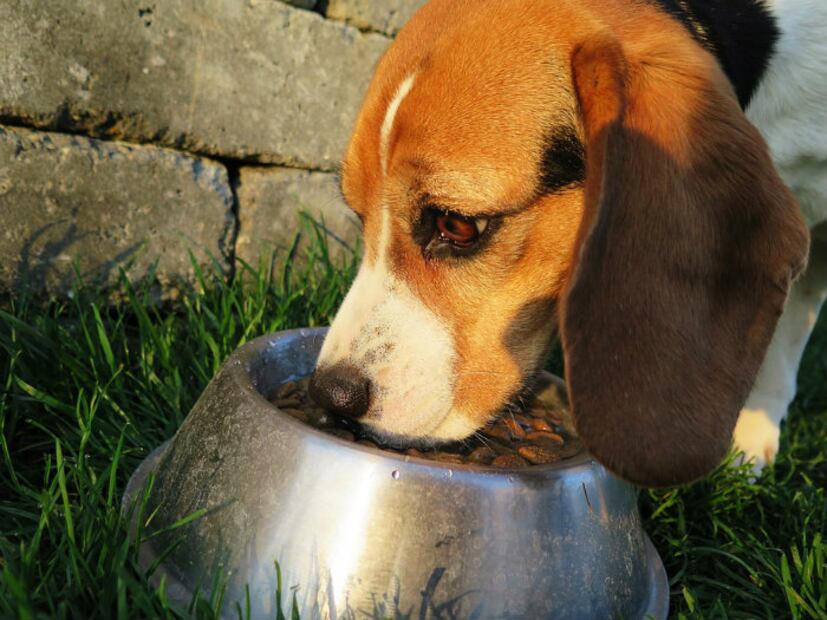 10 tips de alimentación que garantizan la salud de tu mascota