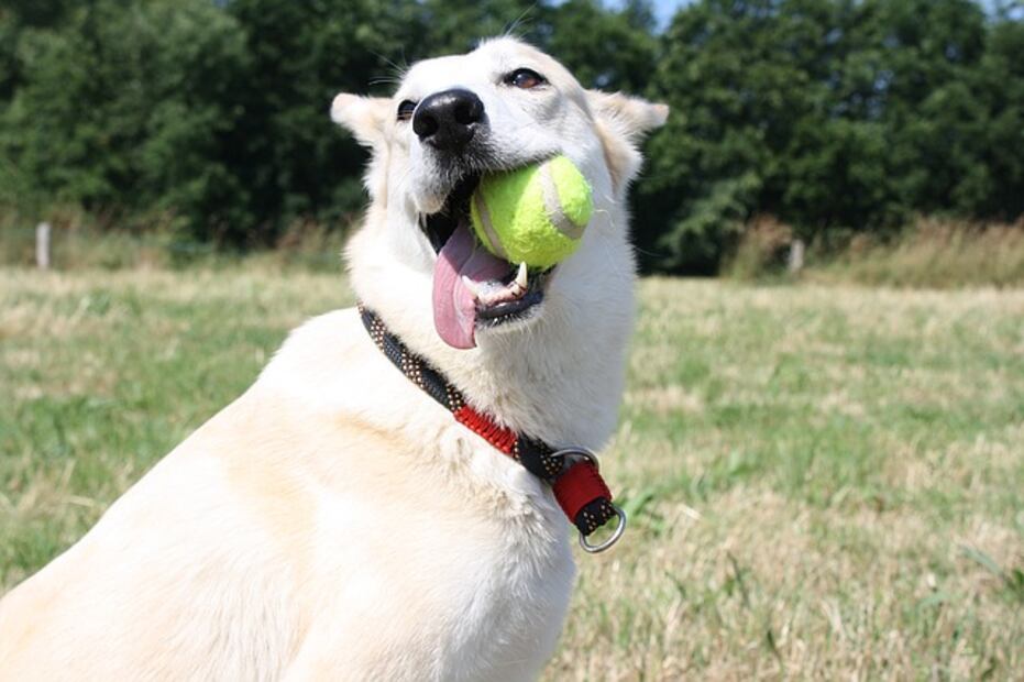 10 beneficios de jugar con tu perro