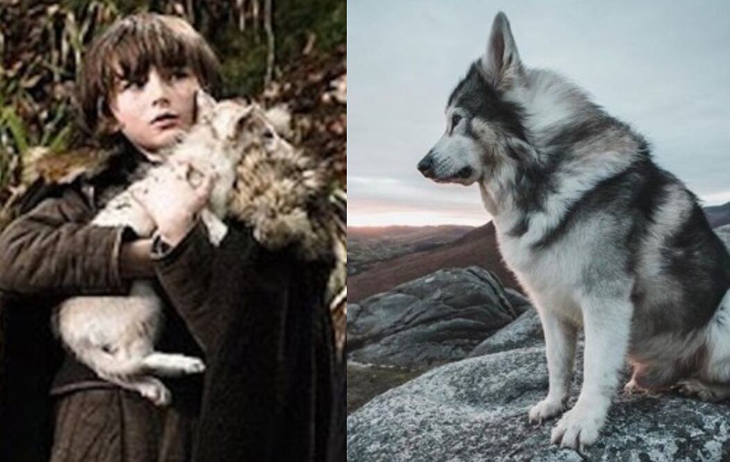 Foto: Instagram @ got_direwolves