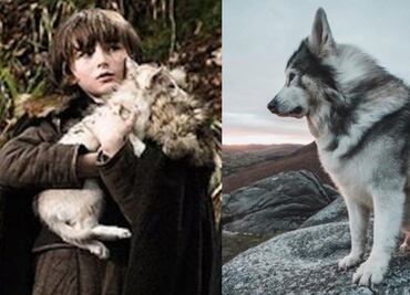 Muere Odin, uno de los lobos huargos de “Game of Thrones”