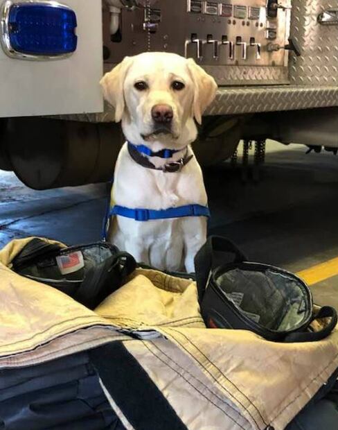 Perrita visita hospital para animar a médicos que combaten al coronavirus