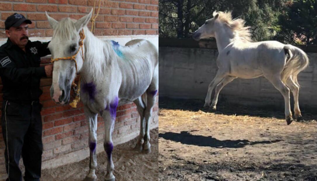 5 casos de maltrato y crueldad animal que SÍ fueron castigados