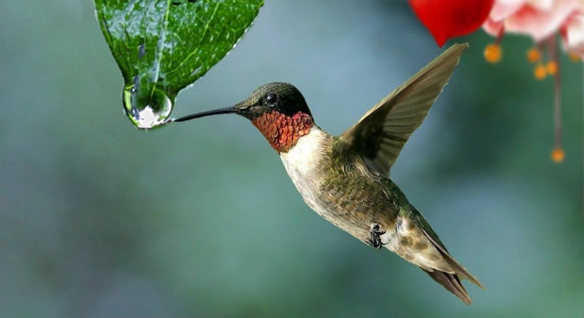 Los “amarres de amor” ponen en peligro a los colibríes