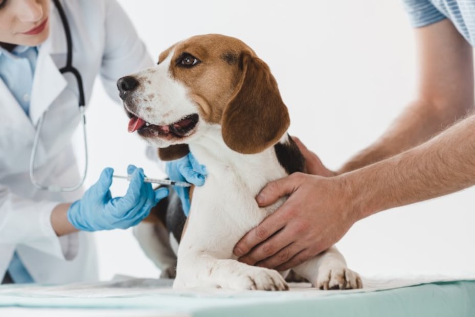 Hospital Veterinario de la CDMX, que es público, reabre sus puertas