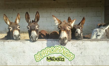 “Burrolandia”, el lugar más feliz para los asnos mexicanos