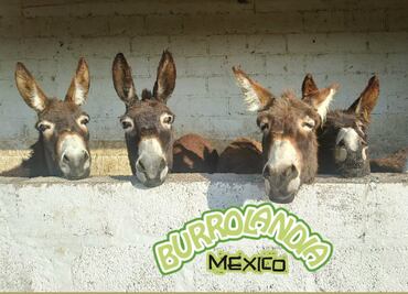 “Burrolandia”, el lugar más feliz para los asnos mexicanos