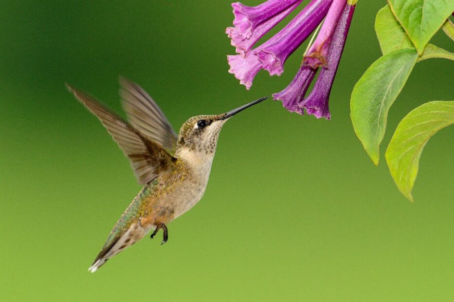 Los “amarres de amor” ponen en peligro a los colibríes