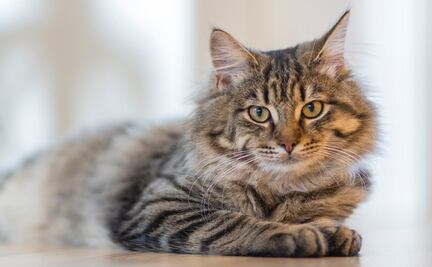 5 cosas que los gatos odian de las personas