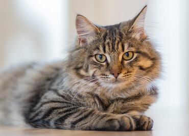 5 cosas que los gatos odian de las personas