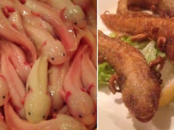 Indigna a internautas presunto platillo de ajolotes fritos de restaurante japonés