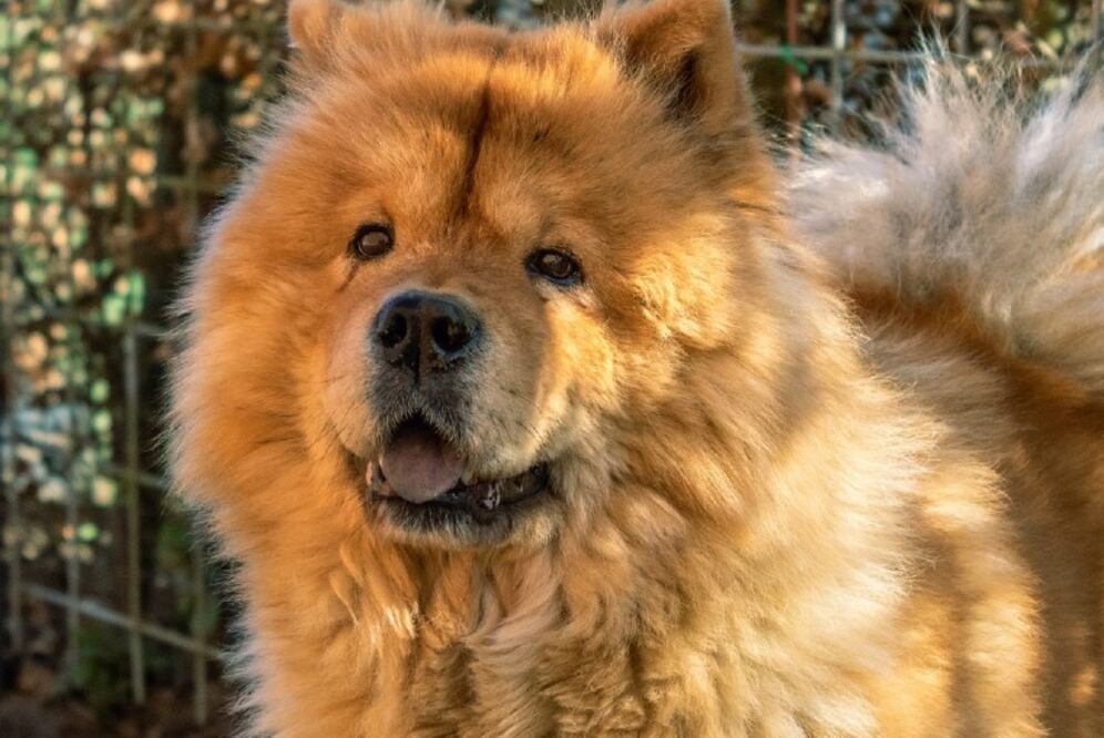 Proviene de China y en el pasado, fue usado para jalar trineos y resguardar ganado. No tiene una personalidad sociable y es más bien reservado con otros perros. Puede llegar a pesar hasta 34 kg. (Foto: Marius Kristensen en Pixabay)