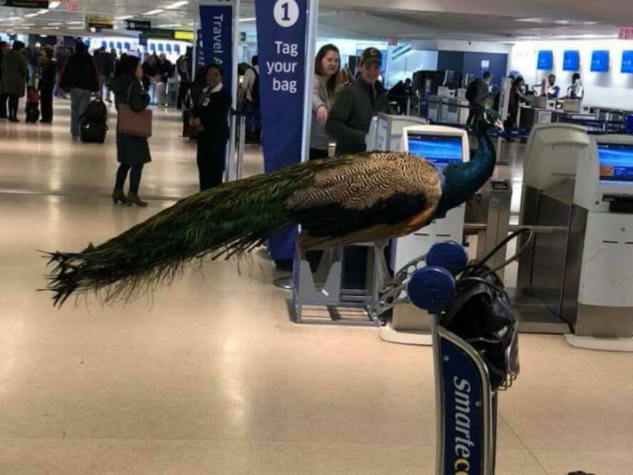 A inicios de 2018, una mujer intentó meter un pavor real en un vuelo de United Airlines aunque la aerolínea ya le había dicho tres veces antes del día del viaje que el animal no cumplía con los requisitos de peso y tamaño para ir a bordo. (FB/The Jet Set)