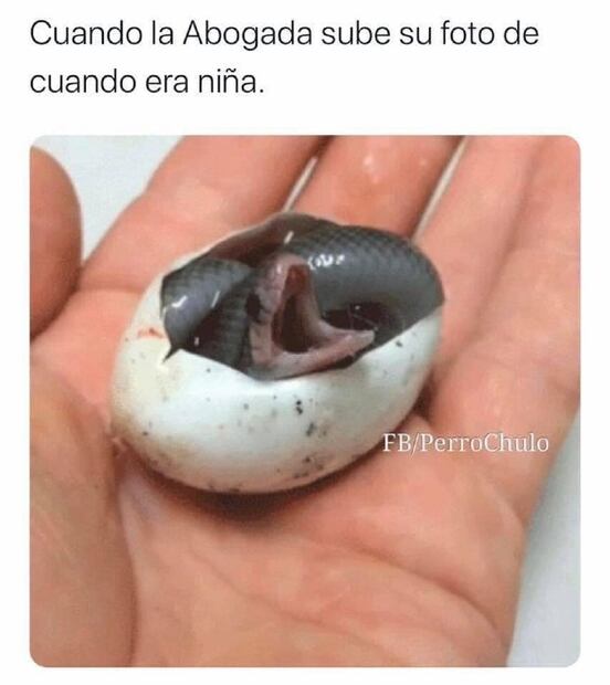 Los 10 mejores memes para celebrar el Día del Abogado