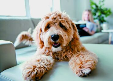 Perros con Alzheimer… ¿Qué síntomas tienen y cómo ayudarlos?