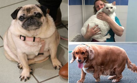 10 casos de mascotas obesas que bajaron de peso de forma impresionante