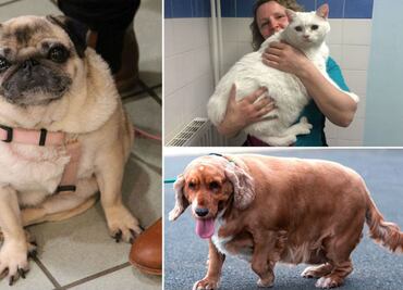 10 casos de mascotas obesas que bajaron de peso de forma impresionante
