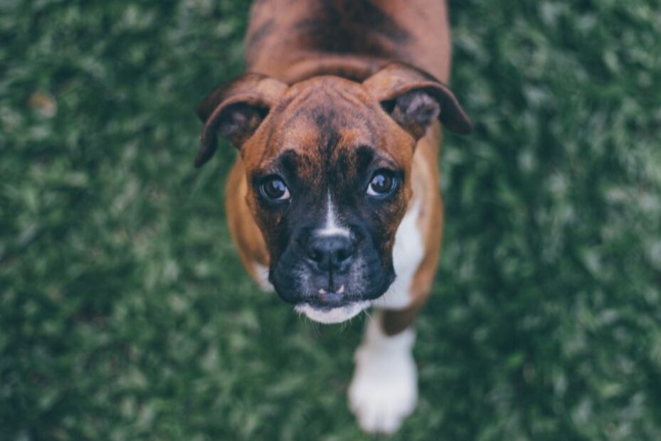 Las 10 razas de perros que son más abandonadas