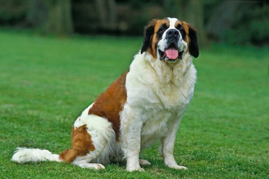 Las 10 razas de perro que son más calmadas
