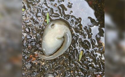 Extraña criatura causa alarma al aparecer en las calles de Sídney