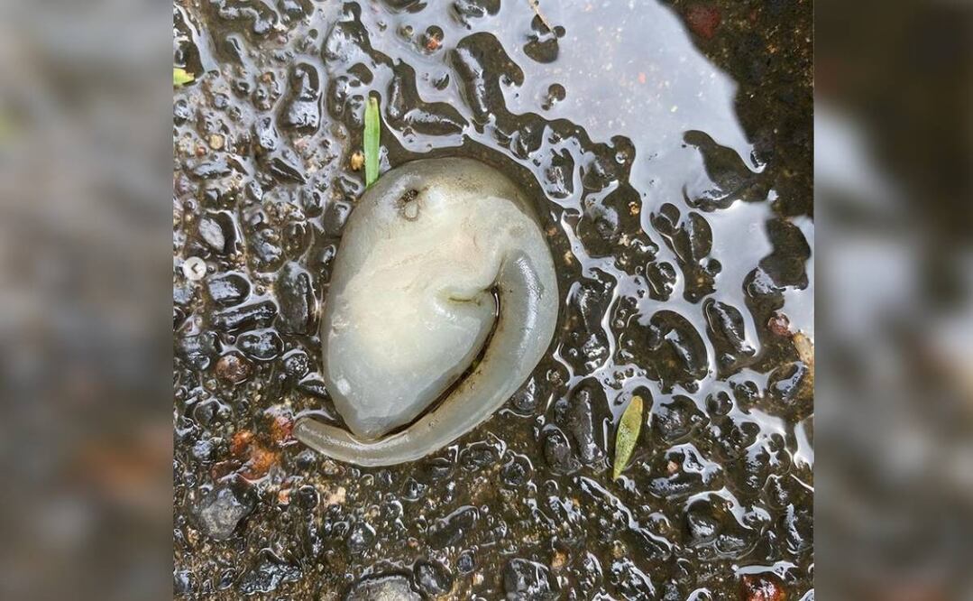 Foto: Instagram @_harryhayes