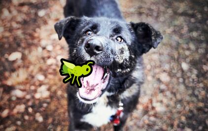 ¿Una dieta de insectos para tu perro? Él la amará… 