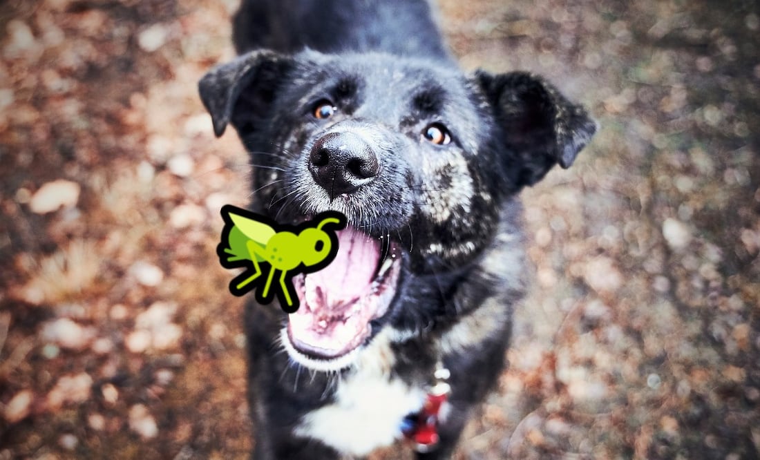 Foto: Felix Wolf en Pixabay