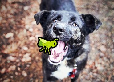 ¿Una dieta de insectos para tu perro? Él la amará…