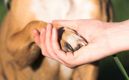 Así es el entrenamiento de los perros de asistencia para personas con autismo