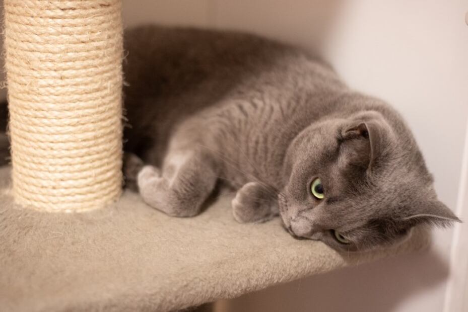 5 razas de gatos ideales para personas con alergias