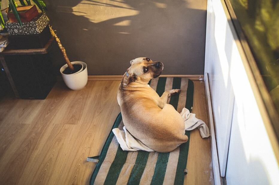 5 tips para enseñar a tu perro a ir al baño