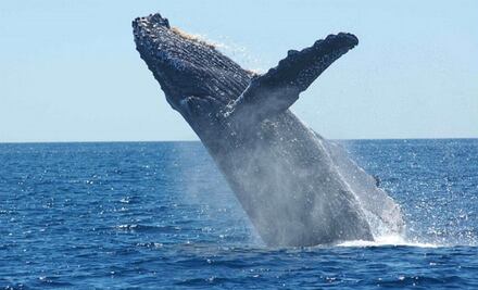 Una ballena se traga a un buzo y milagrosamente lo escupe
