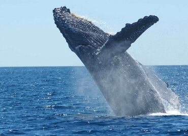 Una ballena se traga a un buzo y milagrosamente lo escupe