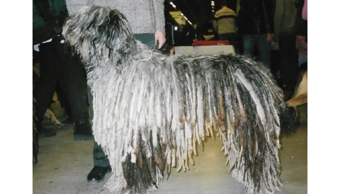 ¡No es un trapeador! Conoce a los perros de raza bergamasco