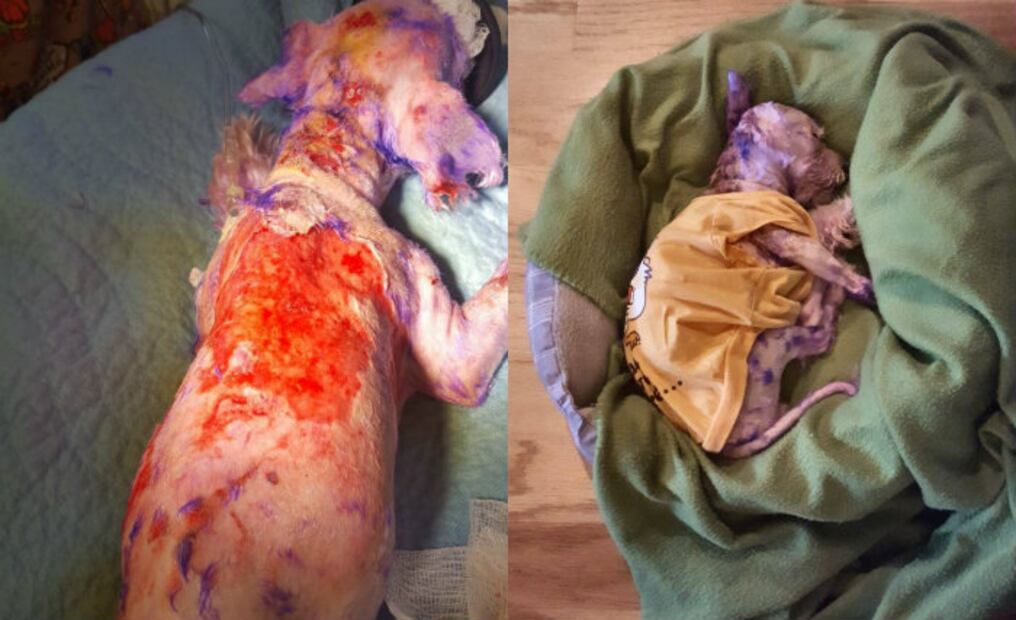 La peligrosa y cruel tendencia de “colorear” el pelaje de los perros 