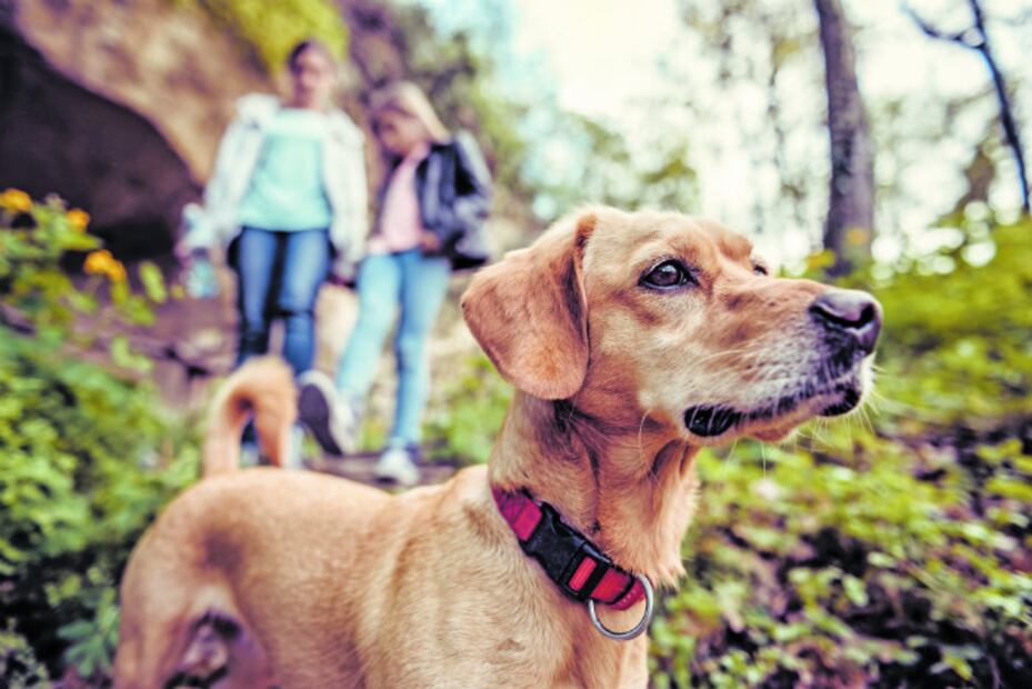 Conoce las diferencias entre los perros de raza pequeña, mediana, grande y gigante