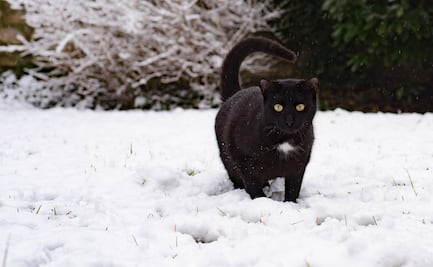 ¿Los gatos sienten frío? 10 consejos para cuidar a tu minino del frío