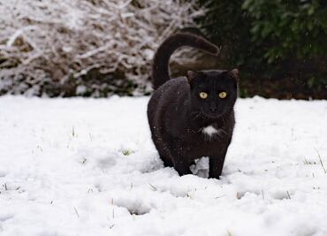 ¿Los gatos sienten frío? 10 consejos para cuidar a tu minino del frío