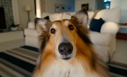 10 tips para mejorar la calidad de vida de tu perro si se queda solo todo el día