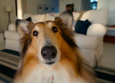 10 tips para mejorar la calidad de vida de tu perro si se queda solo todo el día