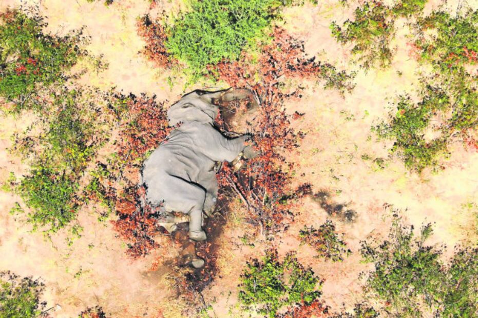 5 catástrofes animales que han ocurrido en este 2020