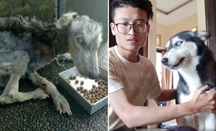 Este husky estaba al borde de la muerte y 10 meses después ¡luce así!