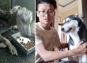 Este husky estaba al borde de la muerte y 10 meses después ¡luce así!